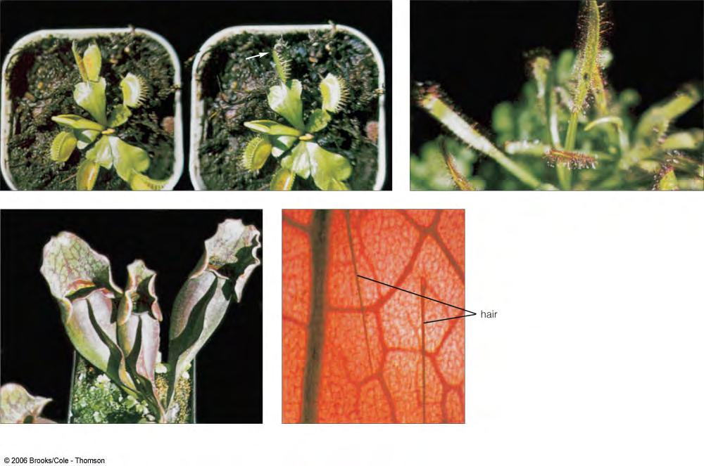 Dionaea - venus flytrap Drosera - sundew Modified