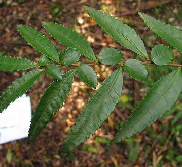 Two types of leaves on Azara lanceolata.