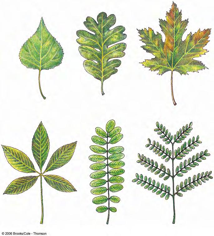 midrib blade poplar (Populus) oak (Quercus) maple (Acer) petiole a Simple leaves leaflets red buckeye