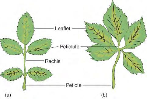 Figure 6.07ab: Compound leaves: Two types of compound leaves.