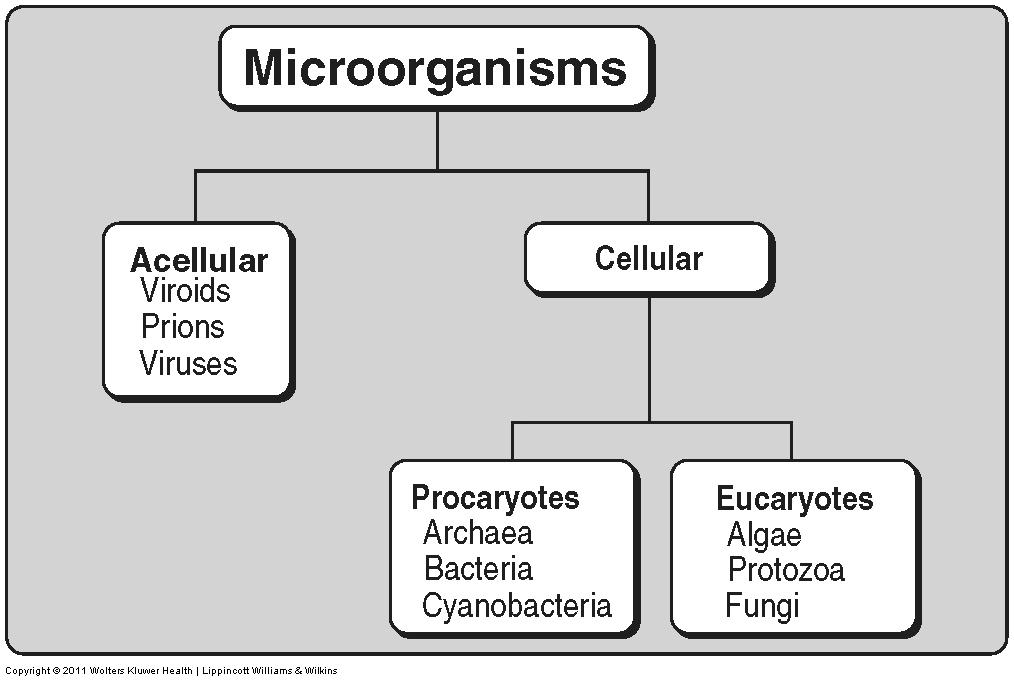 Some microbes are procaryotes (bacteria and archaea), some are eucaryotes (algae, protozoa,