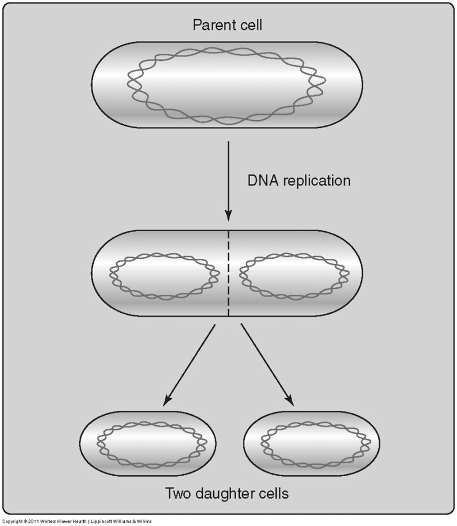 Reproduction of Organisms and Their Cells Procaryotic Cell Reproduction Procaryotic cells reproduce by a process known as binary fission one cell splits in half to become two daughter cells.