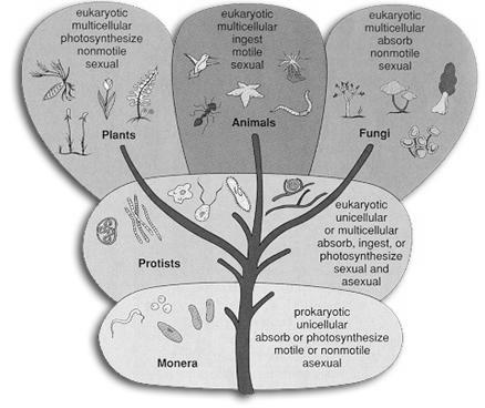 Microbial Classification Organisms are categorized into larger groups based on their similarities and differences. The Five-Kingdom System of Classification 1.