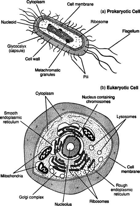 Introduction, cont. Eucaryotic cells contain a true nucleus, whereas procaryotic cells do not.