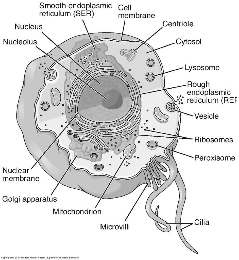 Eucaryotic cells have membranebound organelles, whereas procaryotic cells do not.