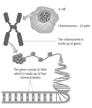 Each gene contains the information to produce one or more gene products (usually proteins). The Eucaryotic Nucleus, cont.