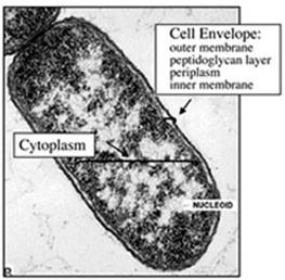 5/23/2011 Other Eucaryotic Cell Structures Cytoplasm A semi-fluid, gelatinous, nutrient matrix Contains storage granules and a variety of organelles Each organelle has a specific function The