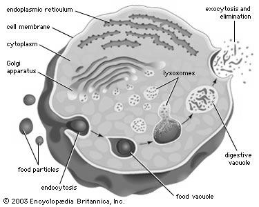 lysozyme and other digestive enzymes Peroxisomes are membrane-bound vesicles