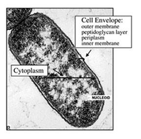 Bacterium and Mitochondria Other Eucaryotic Cell
