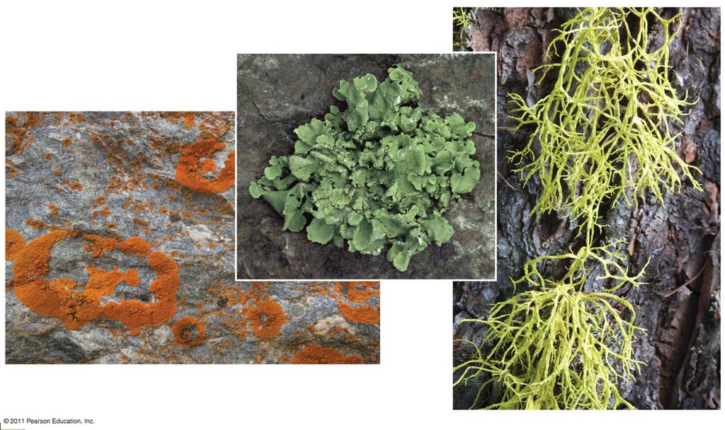 Crustose (encrusting) lichens A foliose