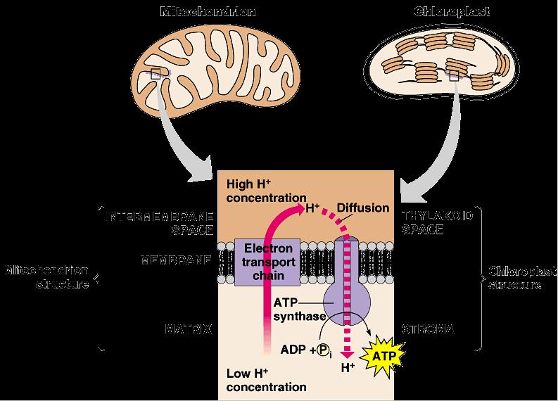 Light reactions Electron Transport Chain like in cellular respiration proteins in organelle membrane electron acceptors NADPH
