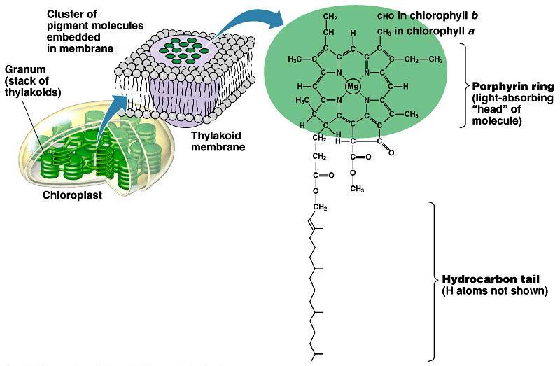 Pigments of photosynthesis Chlorophylls & other pigments embedded in thylakoid membrane arranged in a