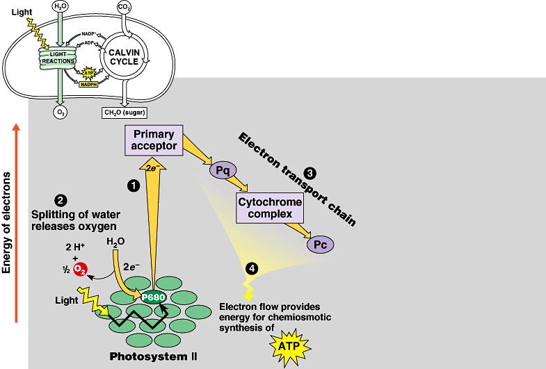 ETC of Photosynthesis chloroplast H+ H+ H+ thylakoid ATP H+ H+ H+ 2 1 e 3 4 ATP to