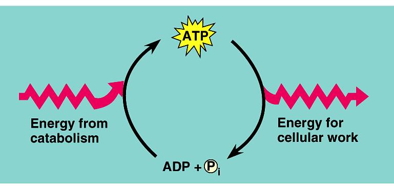 ATP accounting so far Glycolysis 2 ATP Kreb s cycle 2 ATP