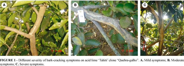 Viroid species associated with the bark-cracking phenotype of 'Tahiti' acid lime in the State of