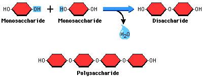 Polymerization a process of bonding monomers together in a chemical reaction to form polymers (typically through dehydration synthesis)