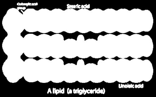 from chemically bonding together many monosaccharides; for example starch