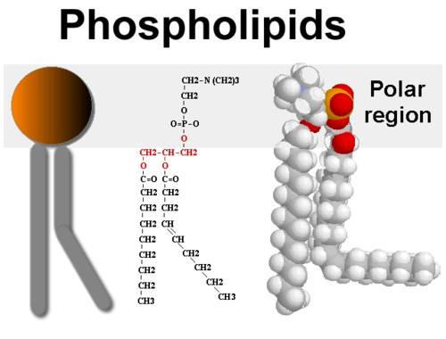 Lipid used to store energy and provide insulation; important parts of biological membranes such as the cell membrane; common categories of lipids are fats, oils, and waxes Fatty acid important