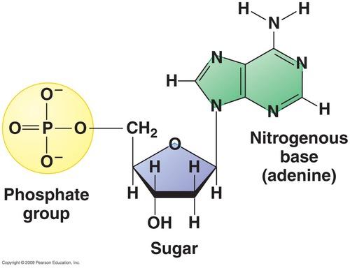 Nucleotide monomer of nucleic acids; 3 parts are: 1) Nitrogen base 2) Sugar compound 3) Phosphate group Metabolism set of chemical reactions through which an organism builds up or breaks down