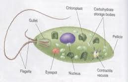 Plantlike Protists algae Traits used to classify algae is the type of pigments in algae. Pigments used for photosynthesis.