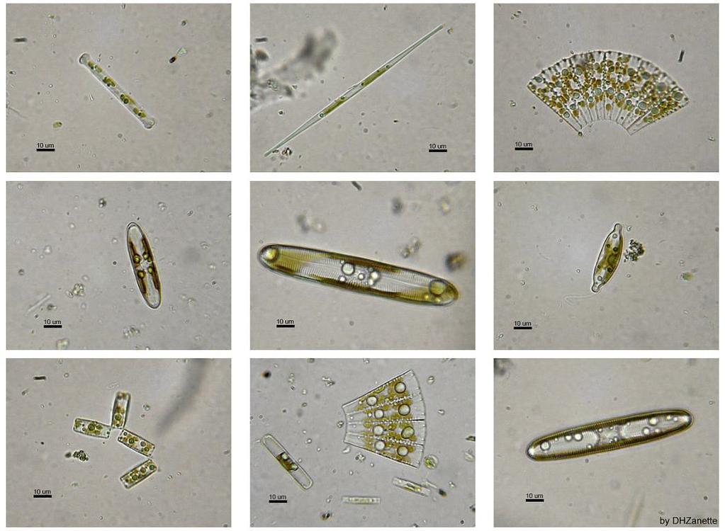 Bacillariophyta most abundant diatoms most are unicellular freshwater, saltwater, and damp soil autotrophs and heterotrophs