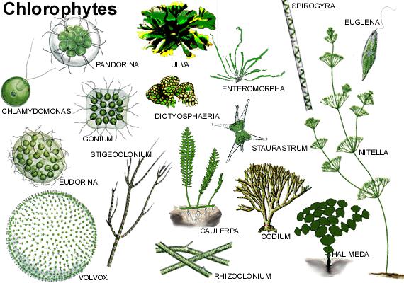plants cellulose chlorophyll a and b store food in form of