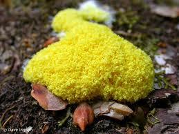 organic matter recycles organic material Two groups of Slime Molds Cellular Slime Molds Phylum