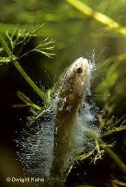 (singular) plasmodia begin to grow small fruiting bodies (sporangia) spores scatter where they