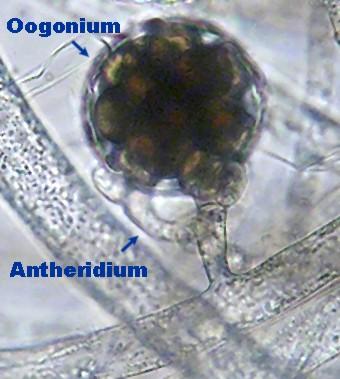 parasites of plants on land cell walls hyphae (plural) hypha (singular) thin filaments of