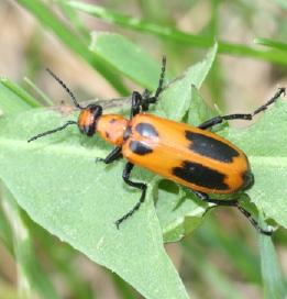 Soft-winged Flower Beetle or Collops Beetle Collops beetles are active in agricultural fields