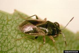 Fig 15. Fig 16. HEMIPTERA (TRUE BUGS) Damsel Bugs These true bugs are very common and abundant in farms, gardens and landscapes.
