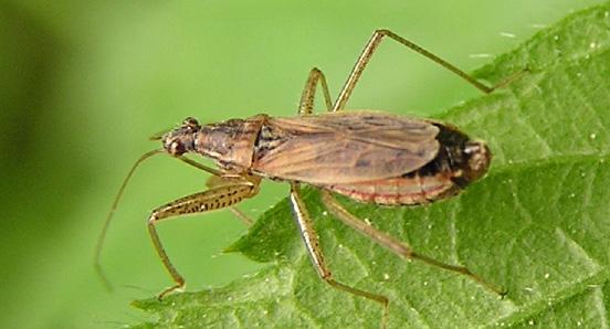 They are not as common in tree crops. Damsel bugs are greyish brown in color and have grasping front legs (Fig 15). They are not commercially available.