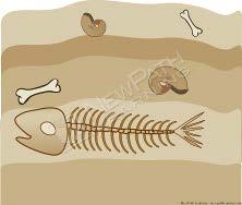 A fossil is the remains or evidence of a once-living organism from long ago. Fossils form in sedimentary rock. Steps to becoming a FOSSIL: Step #1: Step #2: The animal dies.