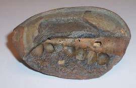 What is the first step in fossil formation? Types of Fossils Fossils are formed in different ways.