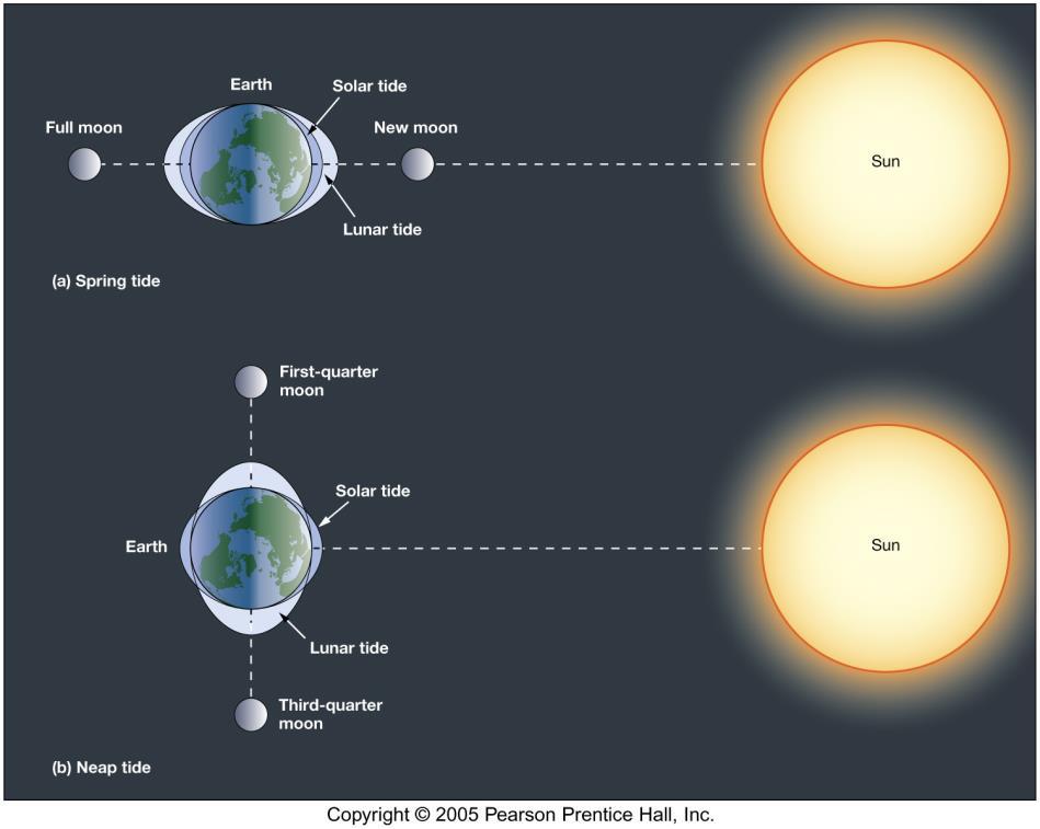 Spring tides occur when the Moon, Earth and Sun are aligned (in syzygy, upper). Either new moon or full moon.