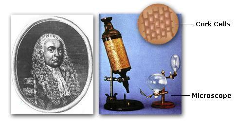 Early Microscopes In 1665, Englishman Robert Hooke used an early compound microscope to look at a nonliving thin slice of cork, a plant material.