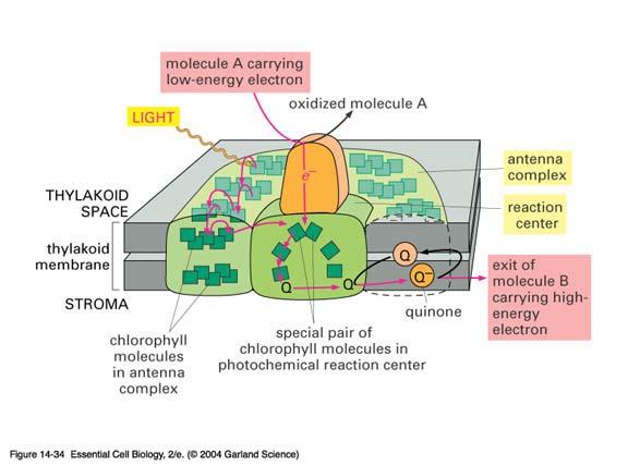 chlorophyll to insert in membrane ECB 14-33 Antenna complex
