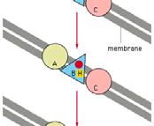 Electron Transport Chain Moves H + Across membrane Moves a high-energy