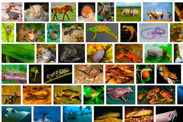 There are about 1,500,000 species of animal