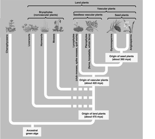 Angiosperms: Phylum Anthophyta, the flowering plants 1. Overview of seed plant evolution Figure 29