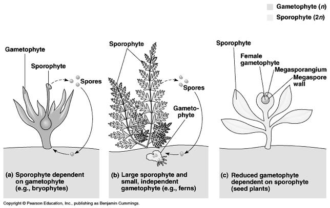 Traits of flowering plants a) Flowers b) Pollination syndromes c) Avoiding self pollination Three variations on gametophyte/sporophyte relationships.