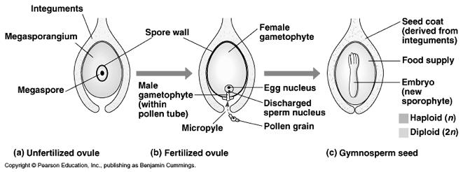 In angiosperms, female gamteophyte is reduced even further than in gymnosperms The three most important new adaptations to land found in the seed
