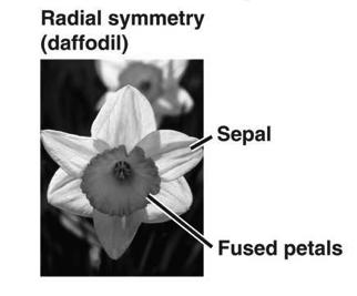 7 Stamen Petal Anther Filament Receptacle Ovule Stigma Style Ovary Sepal Carpel Figure 30.7 The structure of a flower.