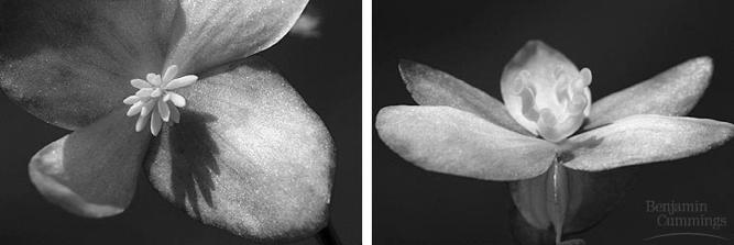 (staminate flowers (left), carpellate flowers (right).
