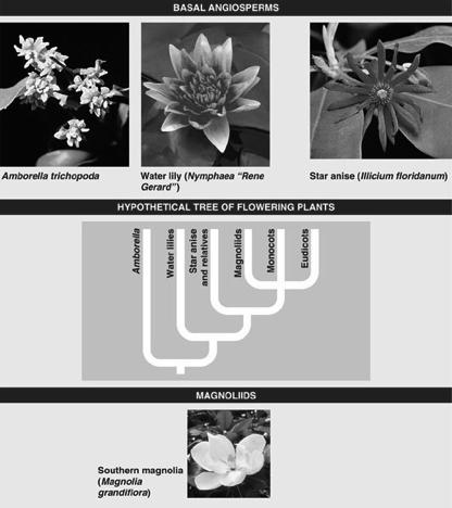 Perigynous Hypogynous Epigynous Flowering plants