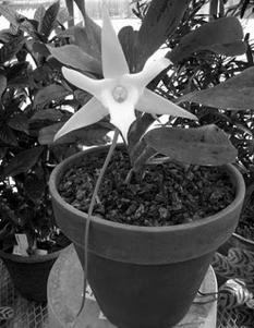 Figure 30.13 Animal pollinated flowers: Darwin s orchid: Angraecum sesquipedale, spur about 30 cm (11.