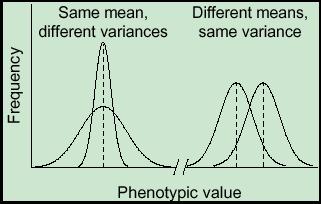The mean can be any numerical value: negative, zero, or positive and determines the location of the curve.