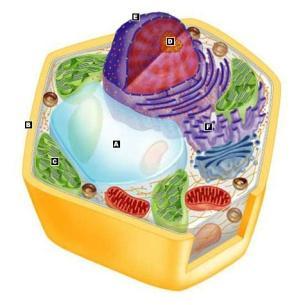 Animal Cell Eukaryotic Cell Characteristics of Animal Cells