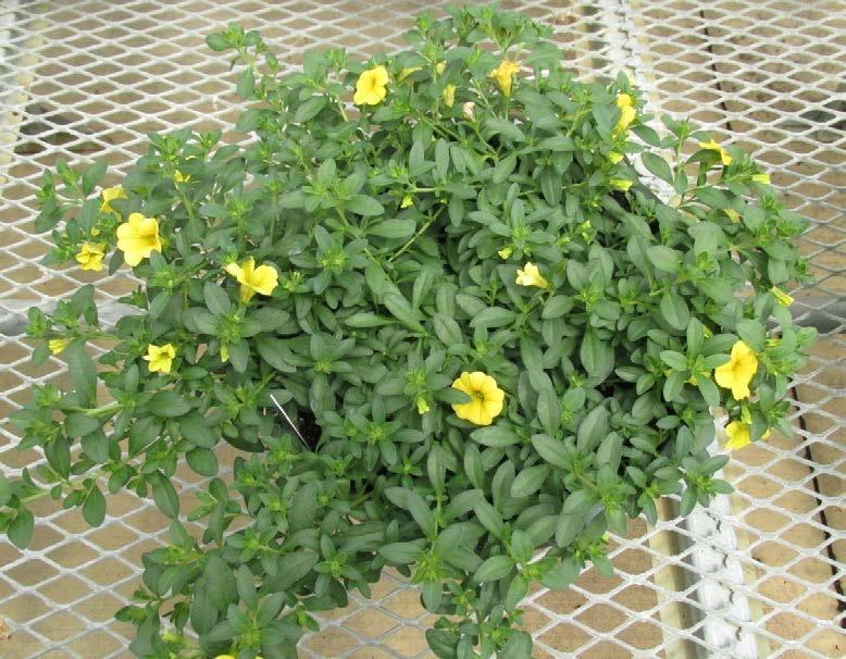 Too-heavy or too-frequent applications may result in a too-compact or stunted plant.