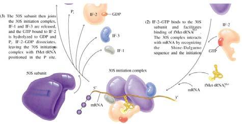 (3) T50S subunit binds, GTP bound to IF2 is hydrolyzed, and IF factors dissociate yielding 70S initiation complex and